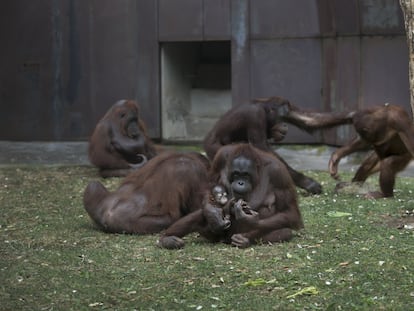 La orangutana 'Jawi', el lunes, con su cría recién nacida en el Zoo de Barcelona. Al fondo, a la izquierda, la abuela de la criatura, la anciana 'Locki', de 39 años.