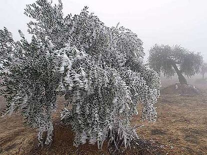 Paisaje con olivos nevados en Lleida