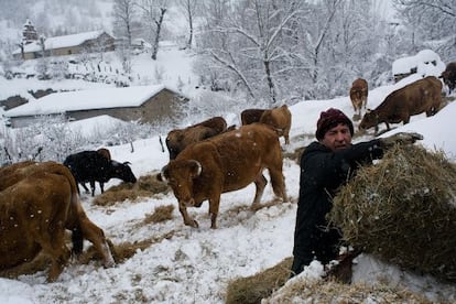Abelardo Longo, ganadero, cebando a sus vacas en Solle, pueblo del valle del Porma (León).