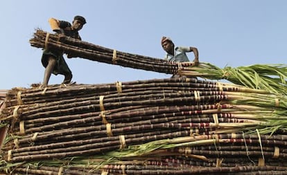 Una de las pruebas se hizo a cultivadores de ca&ntilde;a indios.