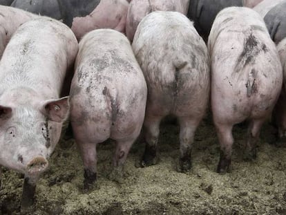 Varios cerdos criados en una granja ecol&oacute;gica de Germering (Alemania).