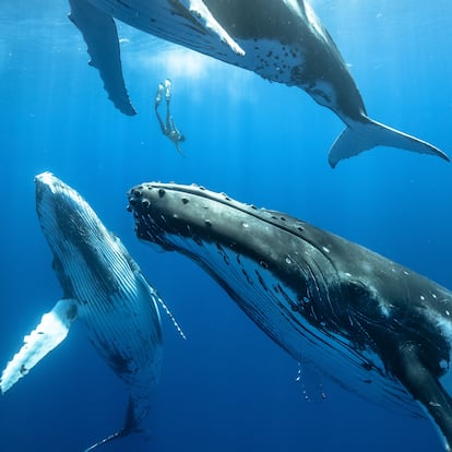 Las ballenas jorobadas son de las pocas especies de cetáceos que usan combinaciones de sonidos que a oídos humanos parecen cantos. En la imagen, el buceador de apnea Karim Iliya nada entre tres jóvenes ballenas jorobadas.