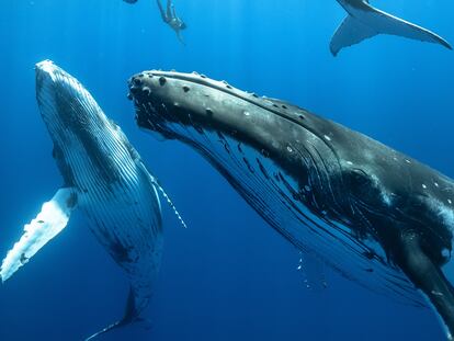 Las ballenas jorobadas son de las pocas especies de cetáceos que usan combinaciones de sonidos que a oídos humanos parecen cantos. En la imagen, el buceador de apnea Karim Iliya nada entre tres jóvenes ballenas jorobadas.