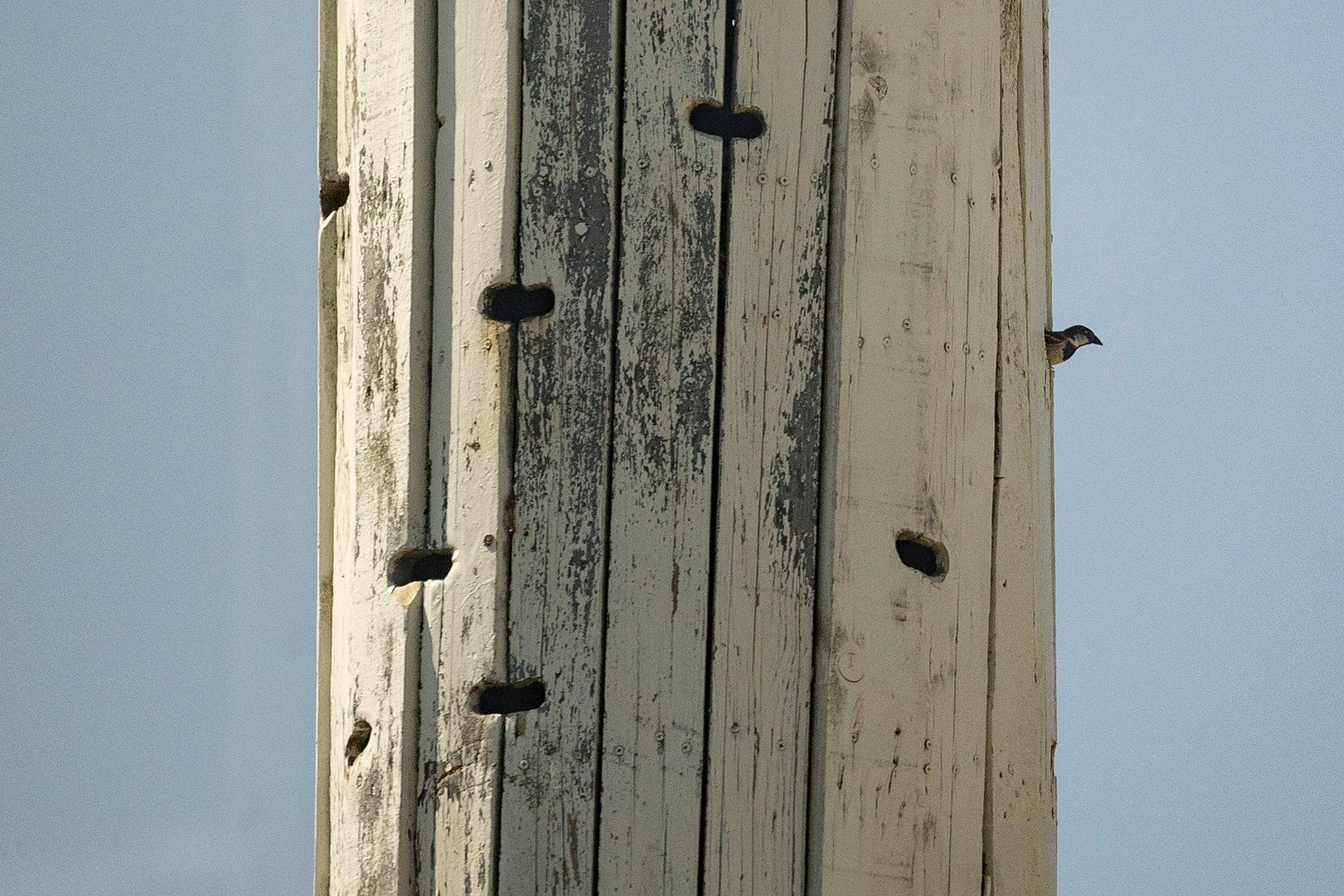 Un pájaro en ocupa uno de los nidos en la torre instalada por Diego Alves en Sevilla para el control de insectos.