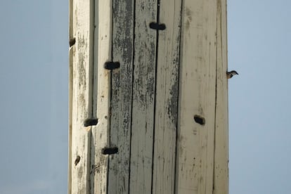 Un pájaro en el interior de una torre construida por Diego Alves en su parcela.