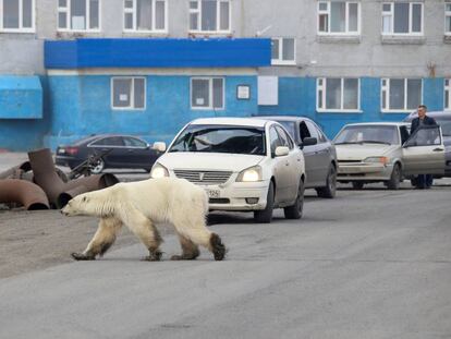 Un oso polar entra en la ciudad rusa de Norilsk, en el norte de Siberia.