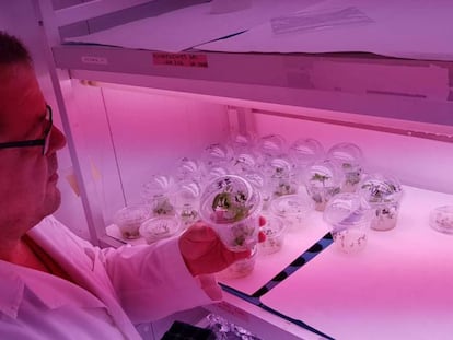 El científico Antonio Granell inspecciona los brotes de plantas de tomate editadas con CRISPR.
