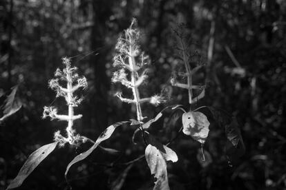 <p>La densidad de población, según varias fuentes, está aumentando considerablemente en las zonas rurales, que son ricas en recursos naturales. Las causas de este fenómeno migratorio hacia zonas caracterizadas por altos niveles de biodiversidad se remontan a la explotación de materias primas por parte de algunos países occidentales, China y Tailandia.</p> <p>La biodiversidad de los bosques está amenazada desde el periodo posterior al golpe de Estado de 2009.</p>