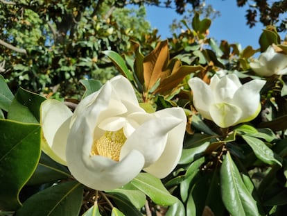 Flores de magnolia a finales del mes de junio de 2022 en el parque del Retiro de Madrid.