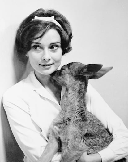 Audrey y el cervatillo Pippin. En 1959 Audery Hepburn estaba rodando 'Mansiones verdes', dirigida por su entonces marido, Mel Ferrer. El entrenador de animales del plató le sugirió que se llevara a casa al cervatillo que aparecía en la película para que este aprendiera a seguirla. Y así fue: la actriz estuvo viviendo con el pequeño Pippin y le acompañaba a todas partes, incluso al supermercado de Beverly Hills. El animal dormía en una bañera hecha a medida. Audrey también tenía un perrito, un Yorkshire Terrier llamado Mr. Famous, que llegó a salir en una escena de 'Funny Face' (1957) y al que colocaba en la cestita de su bicicleta. Fue Audrey quien glamourizó la idea de llevar un perrito a cuestas y su gesto de colocarlo en el antebrazo como si fuera un accesorio más de moda, acabó viéndose como un ademán un tanto distinguido. En 'How To Be Lovely: The Audrey Hepburn Way Of Life' , Melissa Hellstern cuenta que Hepburn dijo una vez: “Paseo a mis perros para mantenerme en forma. Hablo con ellos, lo que me mantiene cuerda. No puedo pensar en nada que haga más feliz a una que abrazar, jugar y comenzar el día con un cachorrito calentito”. Desgraciadamente, Mr. Famous murió tras ser atropellado por un coche en Wilshire Boulevard. Su entonces marido, Mel Ferrer, le regaló un nuevo Yorkshire Terrier llamado Asam of Asam, al que también empezó a llevar consigo.