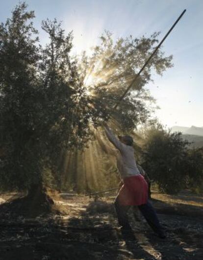 Jornaleros trabajan en la aceituna en Piñar (Granada).