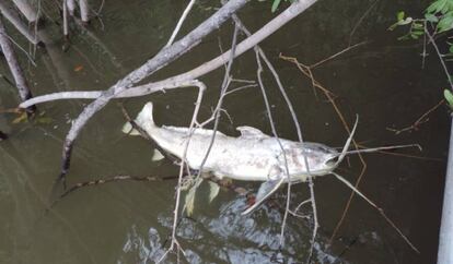 En 2016, el año que los juruna de la Vuelta Grande del Xingú denominan del "fin del mundo", murieron 16 toneladas de peces debido a la poca agua que había en el río.