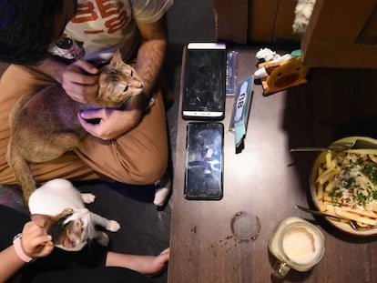 Café, libros y gatos: en estos sitios los felinos son los protagonistas