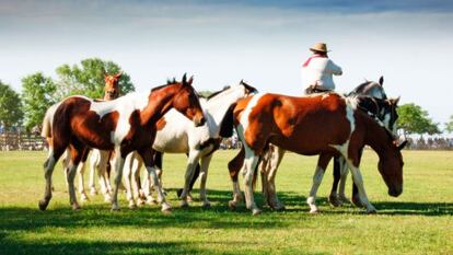 Un jinete durante el festival gaucho de San Antonio de Areco (Argentina). 