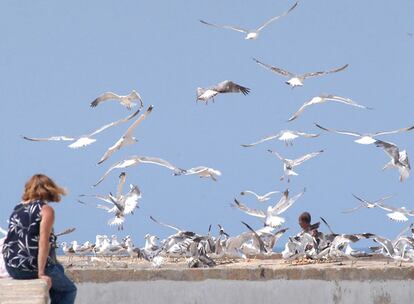 Una mujer ante un grupo de gaviotas en Cádiz.