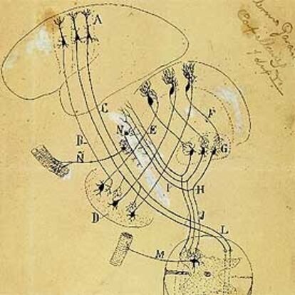 Esquema de las vías motrices superiores e inferiores del cerebelo (h. 1904), de Cajal.