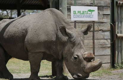 Sudán, el último rinoceronte blanco del norte que queda en el mundo, en una foto el pasado mayo en la reserva natural keniana de Ol Pejeta-