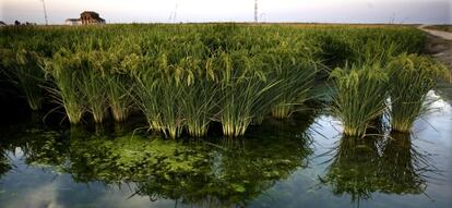 Una zona de arrozales en Villafranco de Guadalquivir, en Sevilla.