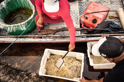 Jel Pereira da Silva y Célia Castro Pinheiro clasifican los peces ornamentales que han sacado de las trampas.