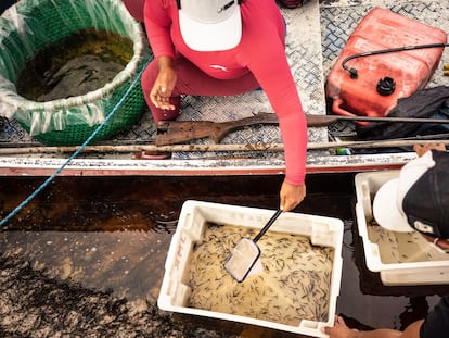 Jel Pereira da Silva y Célia Castro Pinheiro clasifican los peces ornamentales que han sacado de las trampas.