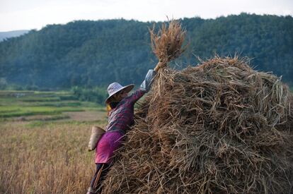 Una agricultora amontona heno en Xishuangbanna (China). Incluso si se logra que la temperatura media no aumente en más de dos grados, lugares como el Hindu Kush Himalaya seguirán en peligro. Esta región alberga más de 50.000 glaciares y los picos más elevados del mundo, como el Everest y el K2.