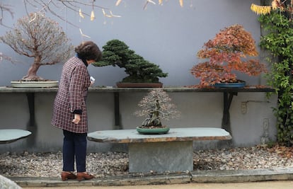 Una visitante observando uno de los bonsais en el museo Luis Vallejo.