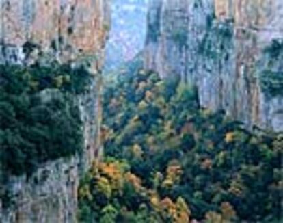 Tilos, fresnos, arces, olmos y serbales inundan el otoño en la foz de Arbayún, en Navarra.