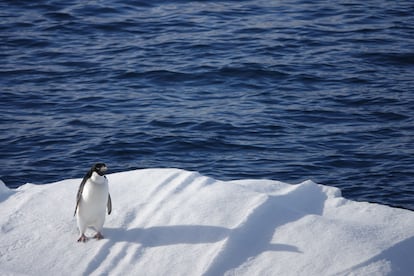 Image taken in Antarctic in January 2025 during the UB microplastics study.