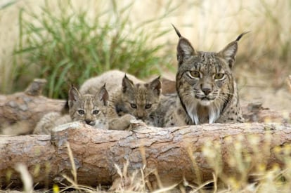 Linces ibéricos