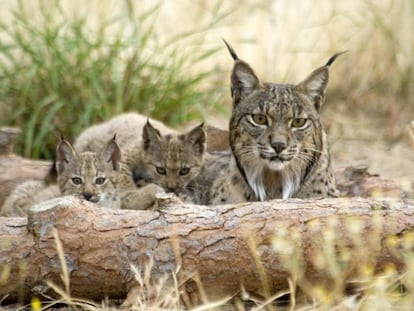 Linces ibéricos