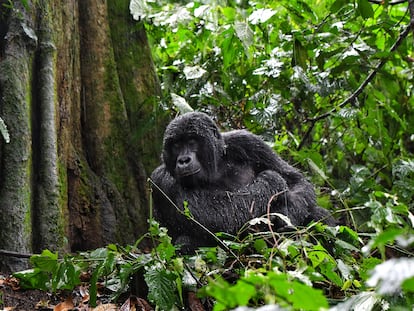 Gorila de montaña joven después de una tormenta en la selva tropical de Bwindi. Este 2020 han nacido siete cachorros, frente a los tres de 2019. El Servicio de Vida Silvestre de Uganda habla de un 'baby boom'.