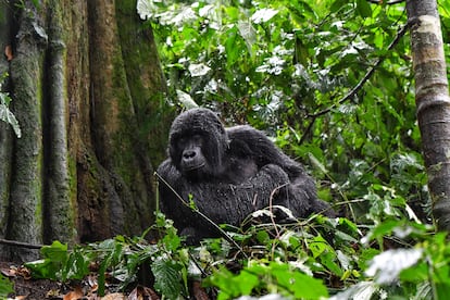 Gorila de montaña joven después de una tormenta en la selva tropical de Bwindi. Este 2020 han nacido siete cachorros, frente a los tres de 2019. El Servicio de Vida Silvestre de Uganda habla de un 'baby boom'.