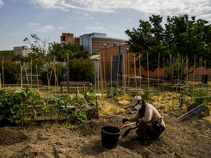 Huerto urbano de la Fundación Montemadrid, en el Centro Educativo Ponce de León, en Eduardo Barreiros, Madrid.