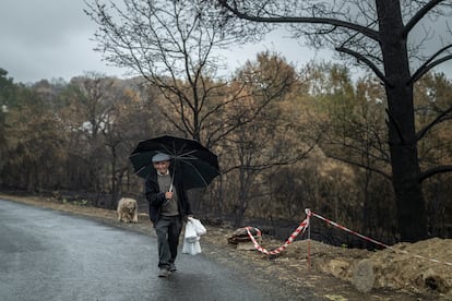 Un vecino de A Caridade, Monterrei (Ourense), camina este miércoles por el monte tras el incendio que asoló la aldea y su entorno.