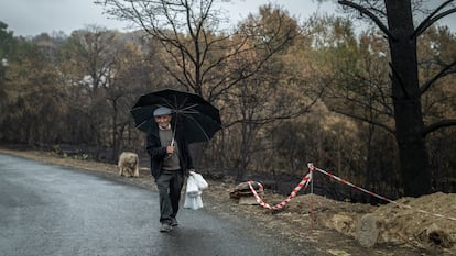 Un vecino de A Caridade, Monterrei (Ourense), camina este miércoles por el monte tras el incendio que asoló la aldea y su entorno.