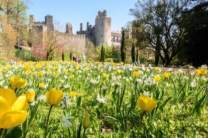 Plantación de tulipanes amarillos y blancos frente al castillo de Arundel.