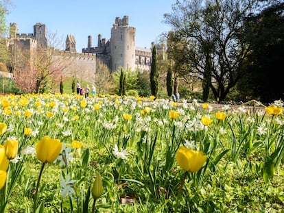 Plantación de tulipanes amarillos y blancos frente al castillo de Arundel.