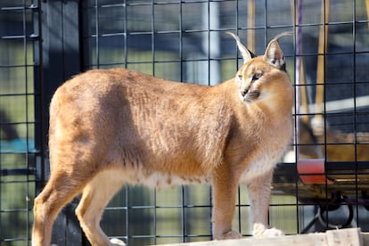 Uno de los caracales, también conocidos como linces africanos, que habitan en el centro de recuperación.