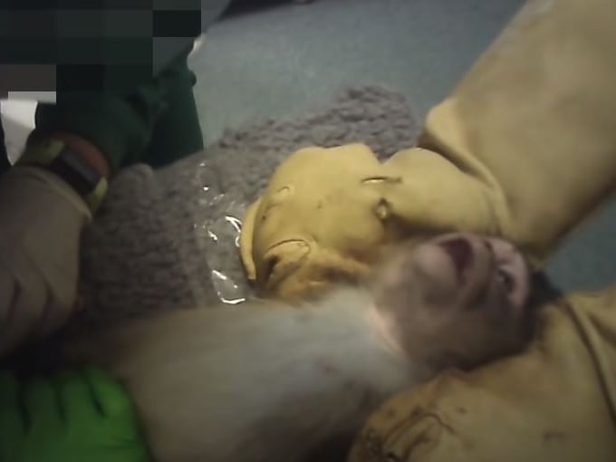 Imagen del vídeo de Cruelty Free Internacional que muestra las condiciones de la experimentación con animales en el laboratorio de Vivotecnia en Madrid.