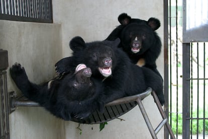 Explotación de osos en Vietnam