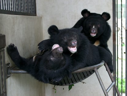 Explotación de osos en Vietnam