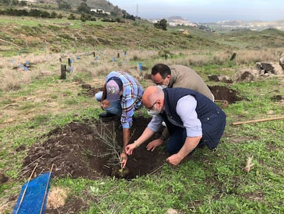 Plantación de árboles promovida por Zinkia en Gran Canaria.