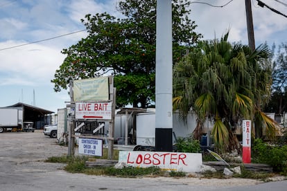 Un anuncio de langosta a la orilla de la Overseas Highway en Marathon, en los Cayos de Florida, cerca de Miami, Florida, Estados Unidos, el viernes, 29 de Agosto de 2025
