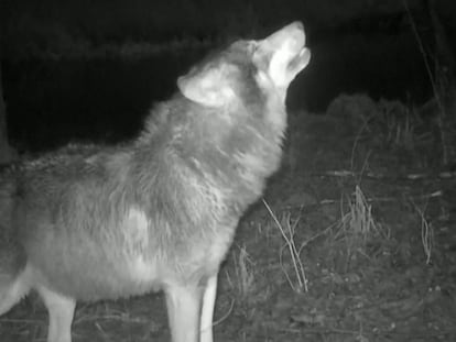 Así aúlla un lobo cuando se comunica con sus familiares