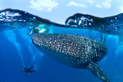 Buceadores y un tiburón ballena en aguas de Maldivas.