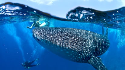 Buceadores y un tiburón ballena en aguas de Maldivas.