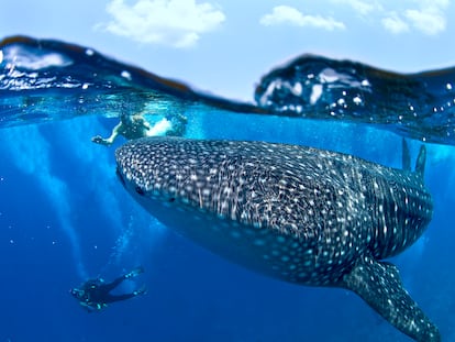 Buceadores y un tiburón ballena en aguas de Maldivas.