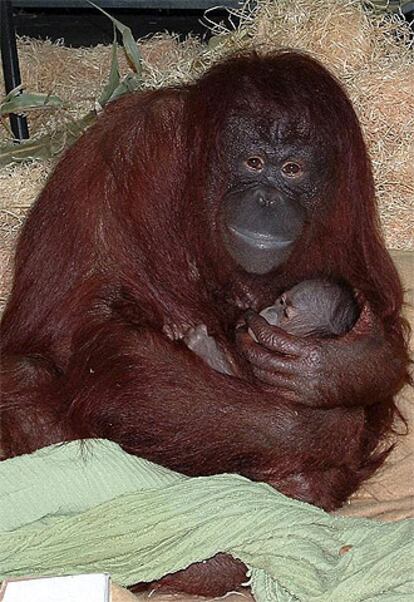 La orangután Hsiao-Quai, de 11 años, acuna a su recién nacido en el Monkey World en la ciudad británica de Wool.