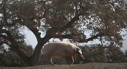 Cerdo ib&eacute;rico en una dehesa en la sierra de Huelva