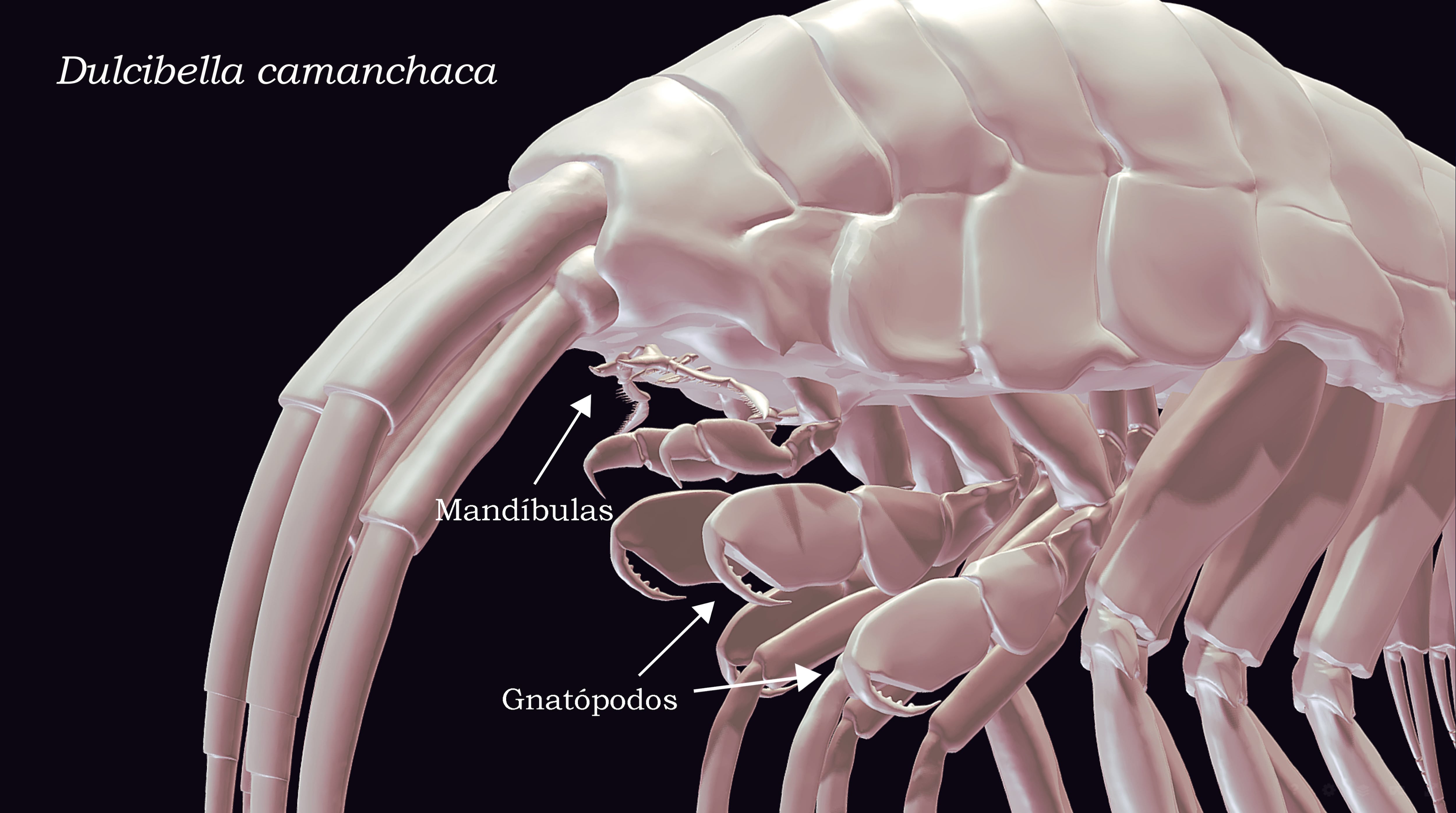Un modelo digital del crustáceo depredador Dulcibella camanchaca.